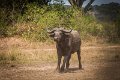 45 Oeganda, Queen Elizabeth NP, buffel